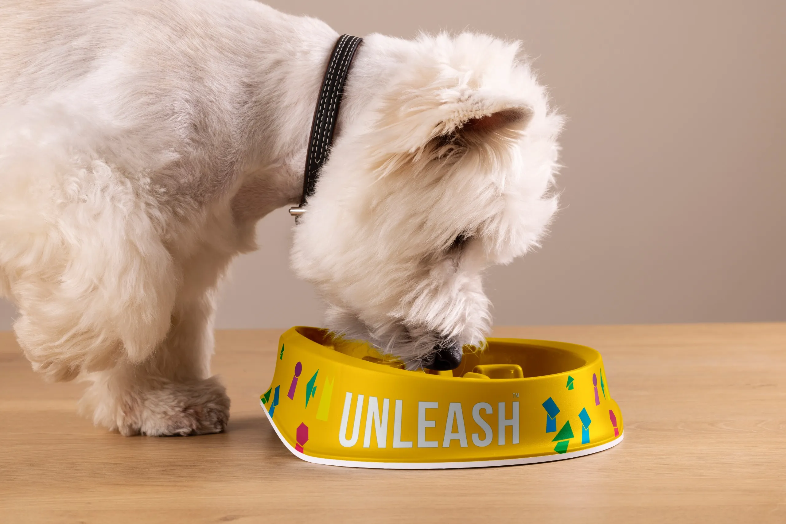 White fluffy dog with a black collar is leaning over and eating from a bright yellow UNLEASH container on a wooden table.